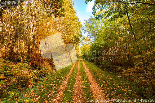 Image of Autumn leaves falling on a forest trail in the fall