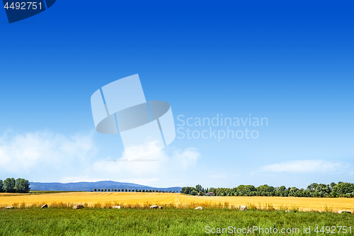 Image of Colorful summer landscape with golden fields