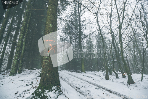 Image of Tree marked for forestry in a misty forest