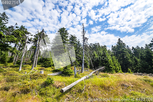 Image of Green forest with withered pine trees