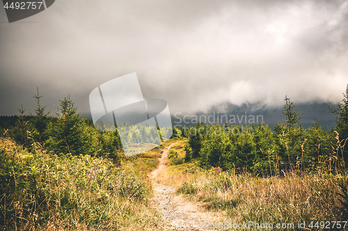 Image of Trail on a hill with pine trees