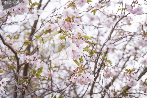 Image of Blooming cherry tree in the spring with white flowers