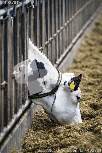 Image of Cow in a stable eating food from behind the bars