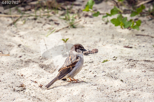 Image of Sparrow in the sand looking for food