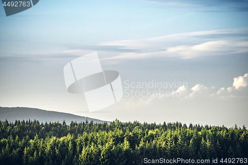 Image of Tree tops  in a pine tree forest under a blue sky