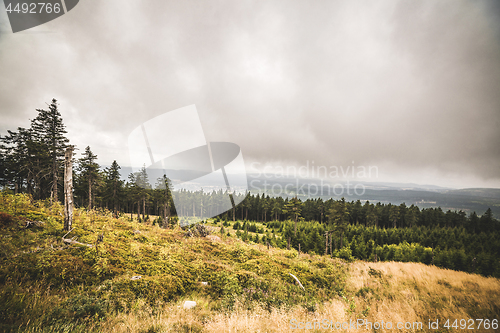 Image of Pine tree forest on a hillside in misty cloudy weather