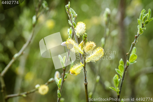 Image of Blooming willow tree with pussy buds in the spring