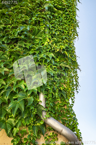 Image of Green ivy plant covering a metal drain
