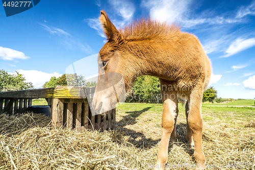 Image of Foal eating hay at a farm in the summer