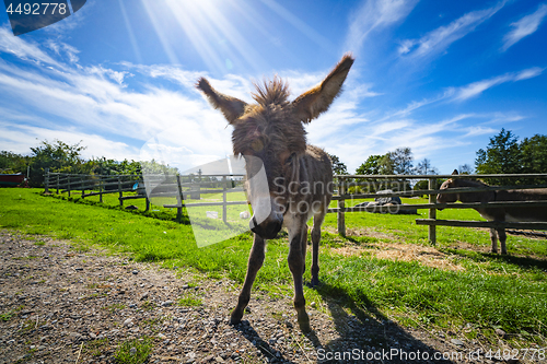 Image of Donkey mule on a rural field in the spring