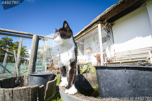 Image of Cat in black and white color in a backyard