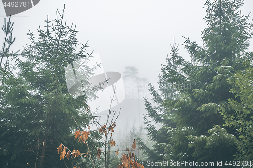 Image of Forest with pine trees in a misty landscape in the fall