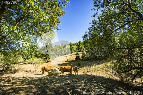 Image of Cattle grazing on a hillside in the summer