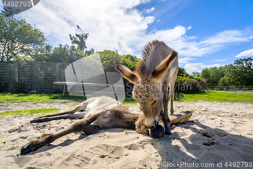 Image of Donkey friends in the sand at a farm