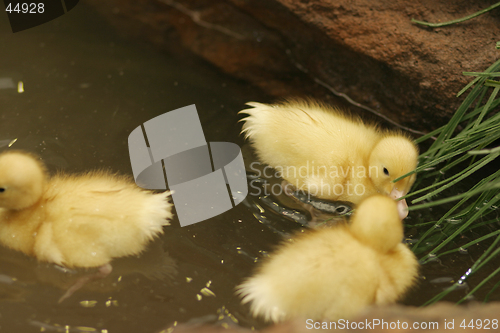 Image of Baby ducks in a pond