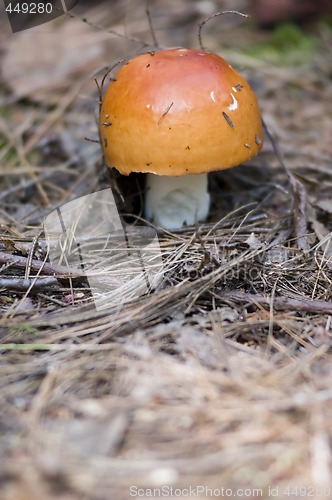Image of Mushroom
