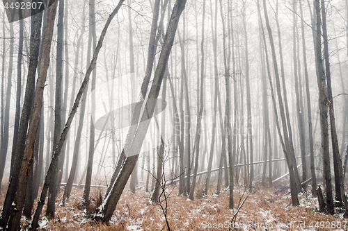 Image of Misty forest in the winter with barenaked trees