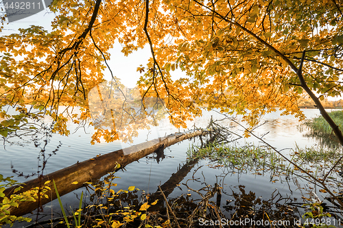 Image of Wooden log hanging over a lake in the fall