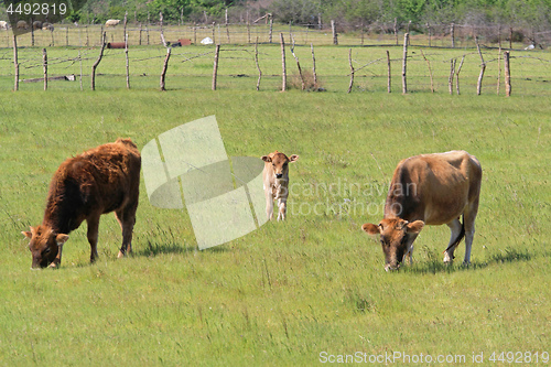 Image of Cow Pasture