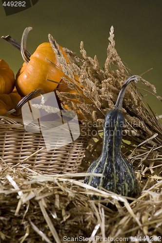 Image of Pumpkins