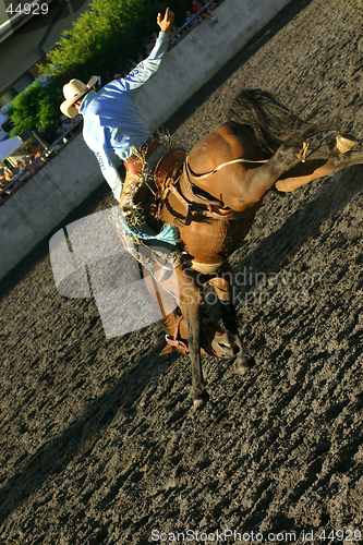 Image of Bucking Bronco