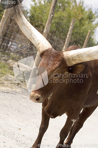 Image of Watussi Bull