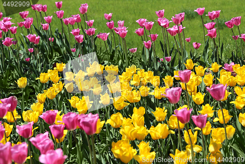 Image of Beautiful bright colorful tulips