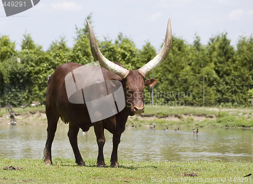 Image of Watussi Bull