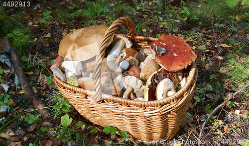 Image of Basket with edible mushrooms