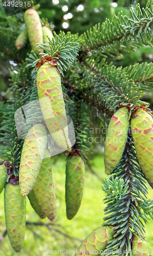 Image of Branch of coniferous tree with young green cones