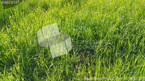 Image of Fresh green grass close-up