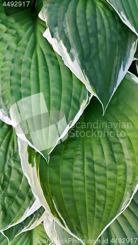 Image of Hosta leaves background