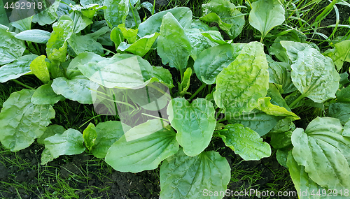 Image of Fresh green leaves of plantain