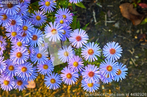 Image of Small Prurple Flowers