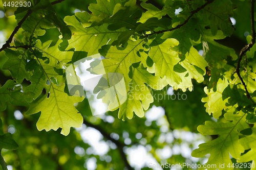 Image of Green Leaves Background