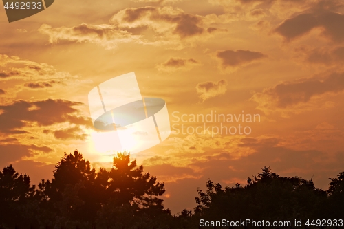 Image of sky with tree silhouettes