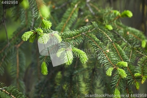 Image of Pine Tree Closeup