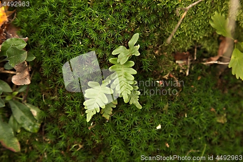 Image of Moss layer closeup