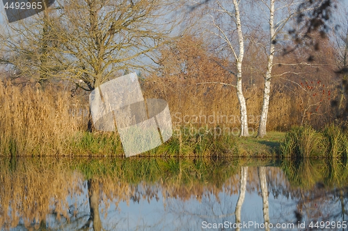 Image of Water surface with trees