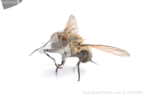 Image of Dead Fly Macro