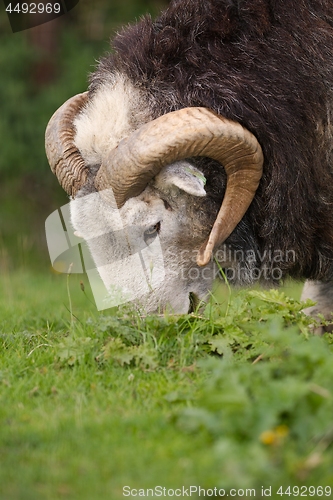 Image of Ram grazing on a meadow