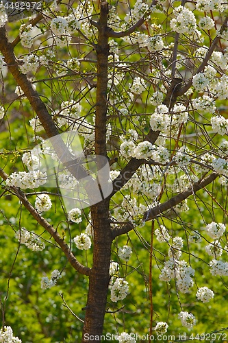 Image of Spring Tree Flowering