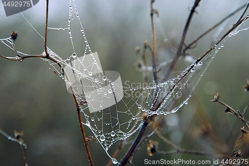 Image of Spider web with water drops