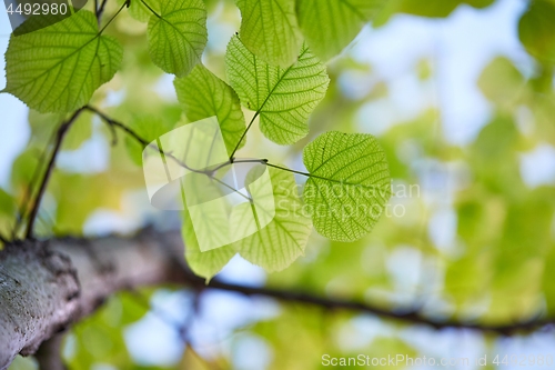 Image of Fresh Spring Leaves