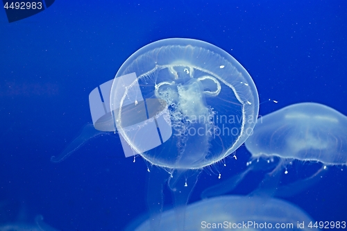 Image of Jellyfish Drifting Background