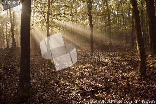 Image of Forest with light rays