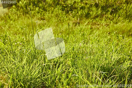 Image of Green Grass Field