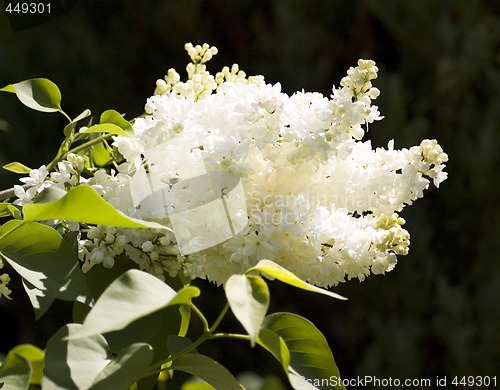 Image of white lilac