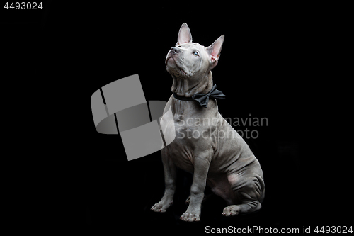 Image of Thai ridgeback puppy