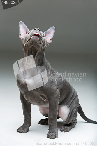 Image of Thai ridgeback puppy